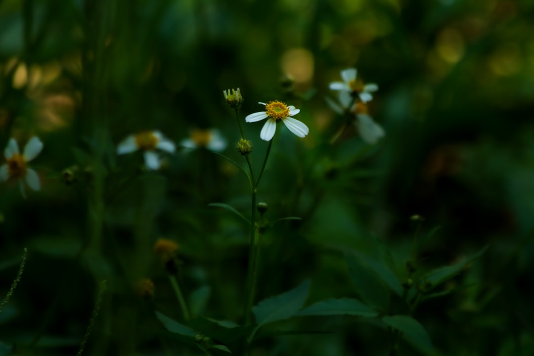 Unleashing Your Inner Explorer: A Guide to Outdoor Adventures on a Budget Unleashing Your Inner Explorer: A Guide to Outdoor Adventures on a Budget